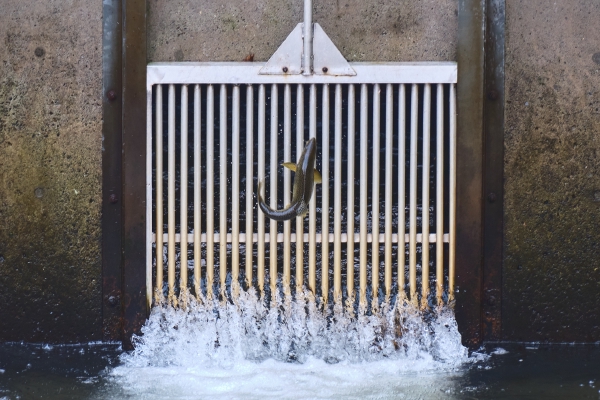Fish at the Hatchery